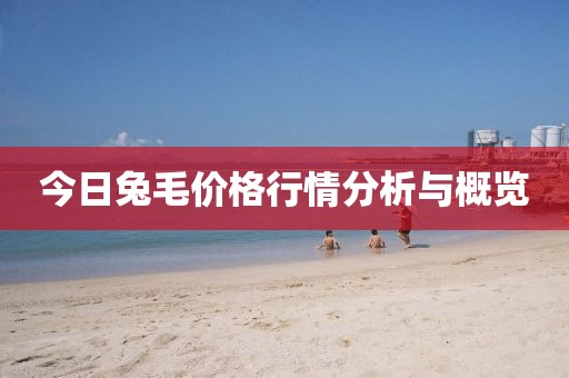 今日兔毛价格行情分析与概览