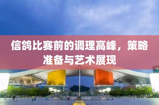 信鸽比赛前的调理高峰，策略准备与艺术展现