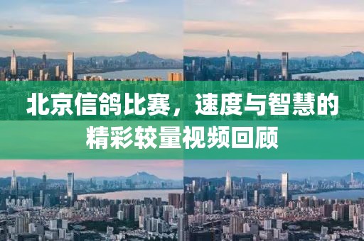 北京信鸽比赛，速度与智慧的精彩较量视频回顾