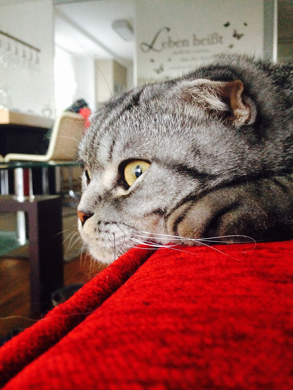 猫与咖啡的温馨邂逅，最新猫咪咖啡馆体验报告