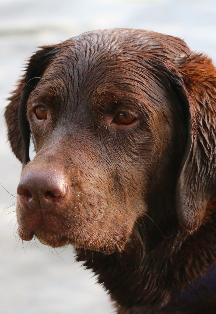 最新犬种介绍，探索独特魅力犬种的世界未知魅力犬种介绍