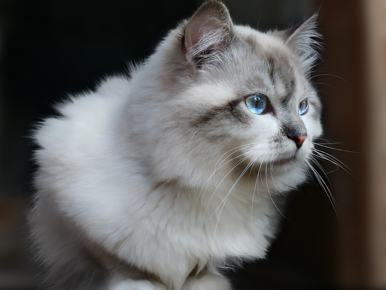 猫咪最新动态紧急，共同守护喵星人的健康时刻