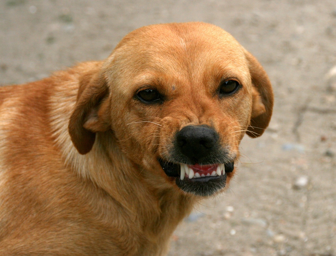人与犬的和谐共生之道，最新福利人狗探索实践