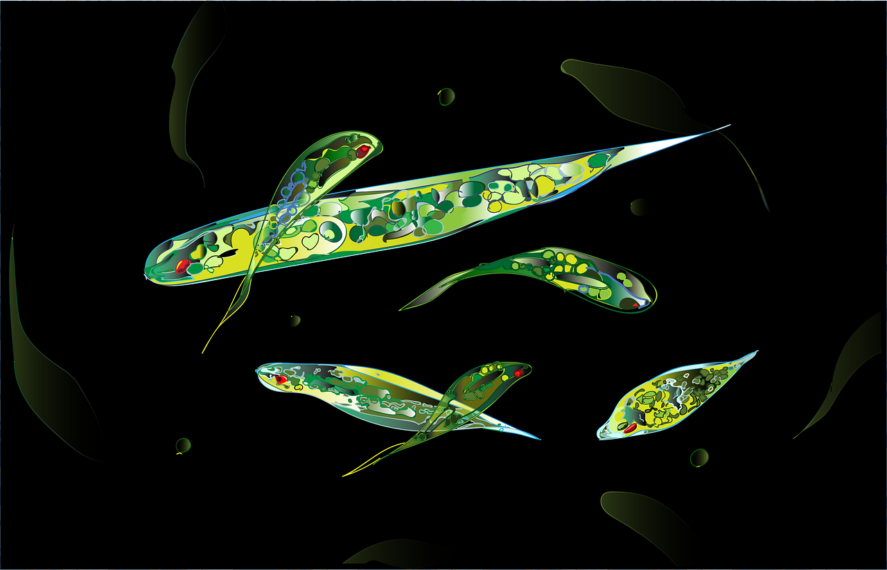 探索未知生物世界，最新人皮虫研究揭秘