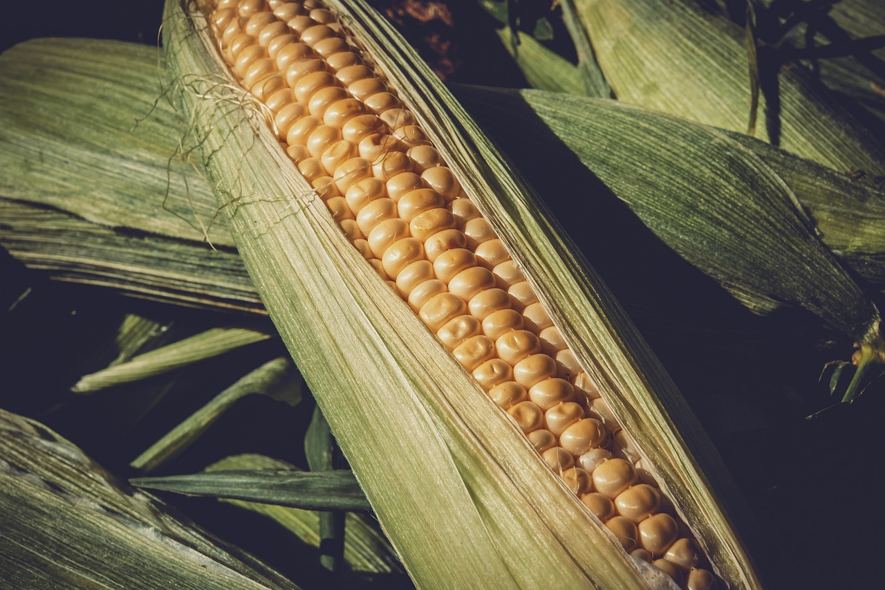 长治蔬菜价格最新概览