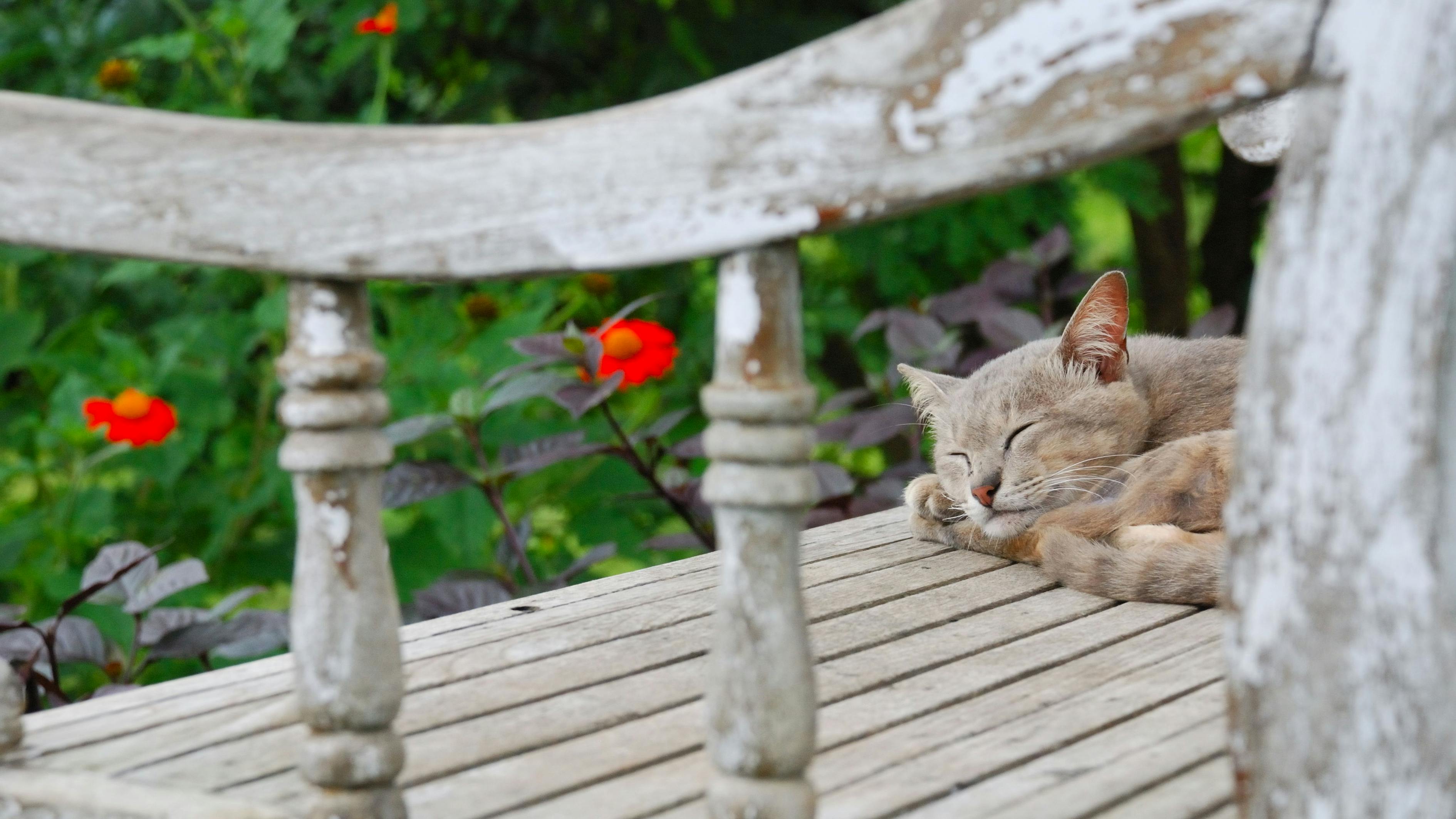 最新猫咪资源下载链接汇总，热门猫咪资源一网打尽