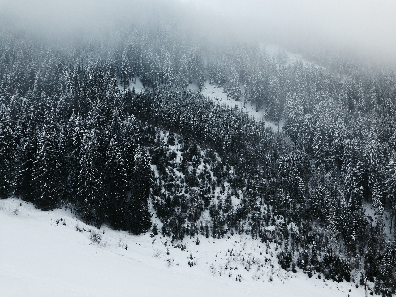 云南雪，自然与市场的美丽邂逅，上市时间揭秘。