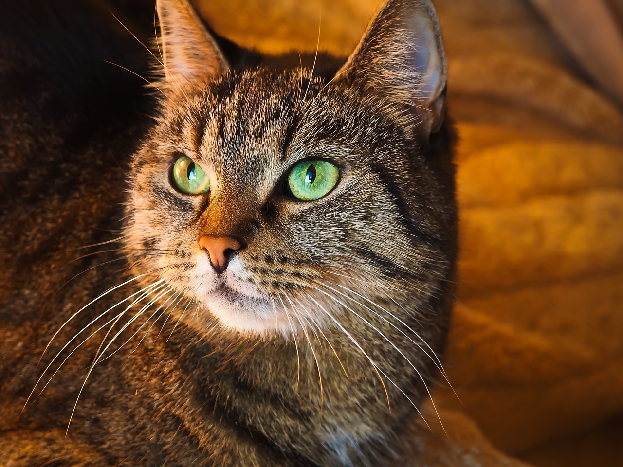 探索神秘猫世界的无限魅力，猫咪最新破解版揭秘！