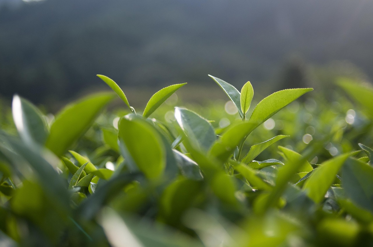 最新茶叶资讯，探索茶叶世界，掌握最新动态