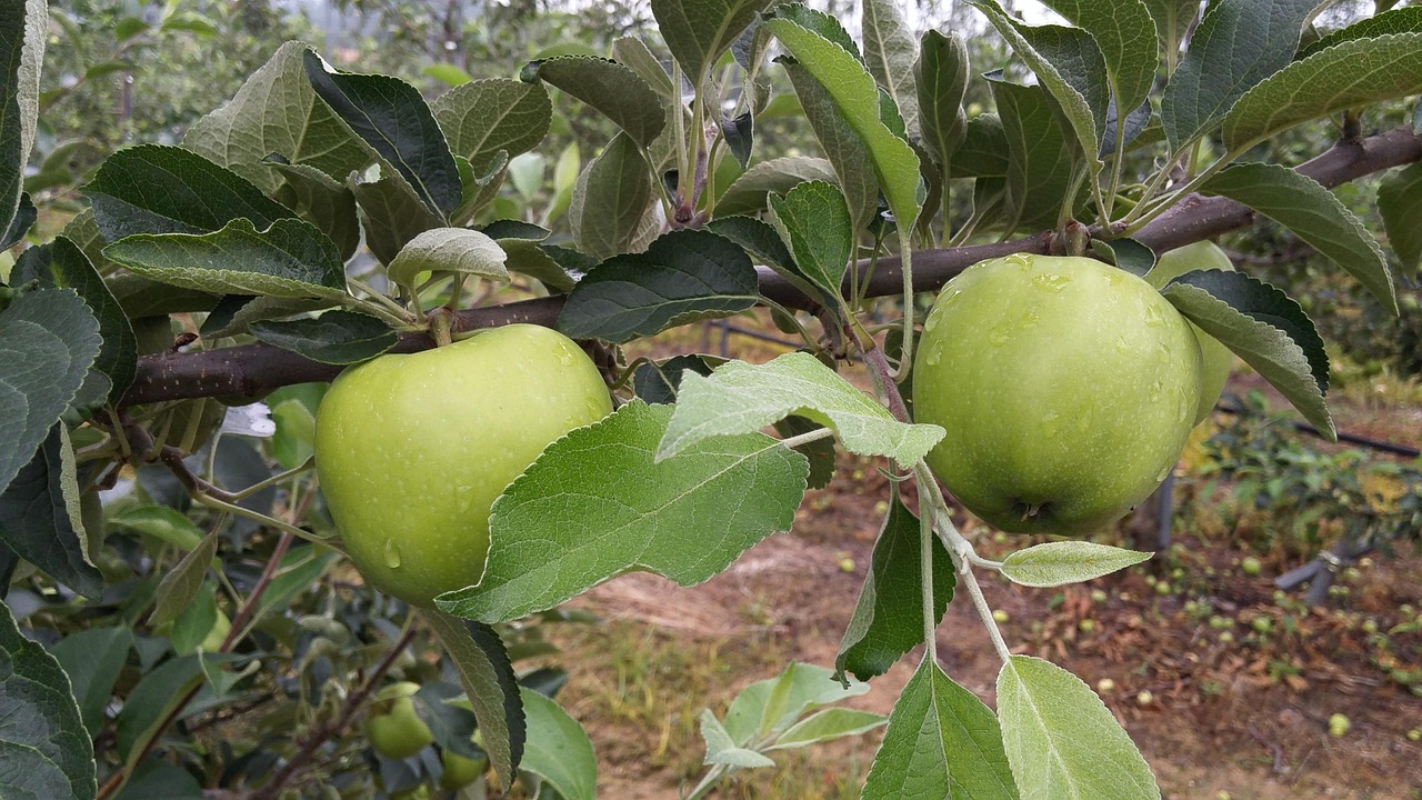 洛川苹果行情深度分析