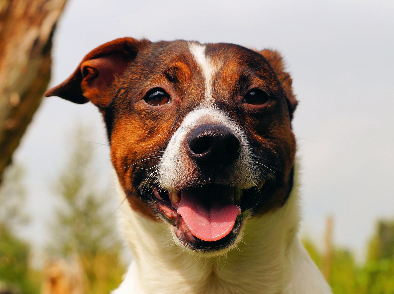 最新宠物犬出售，选择健康、品质与陪伴的最佳伙伴犬只选购指南