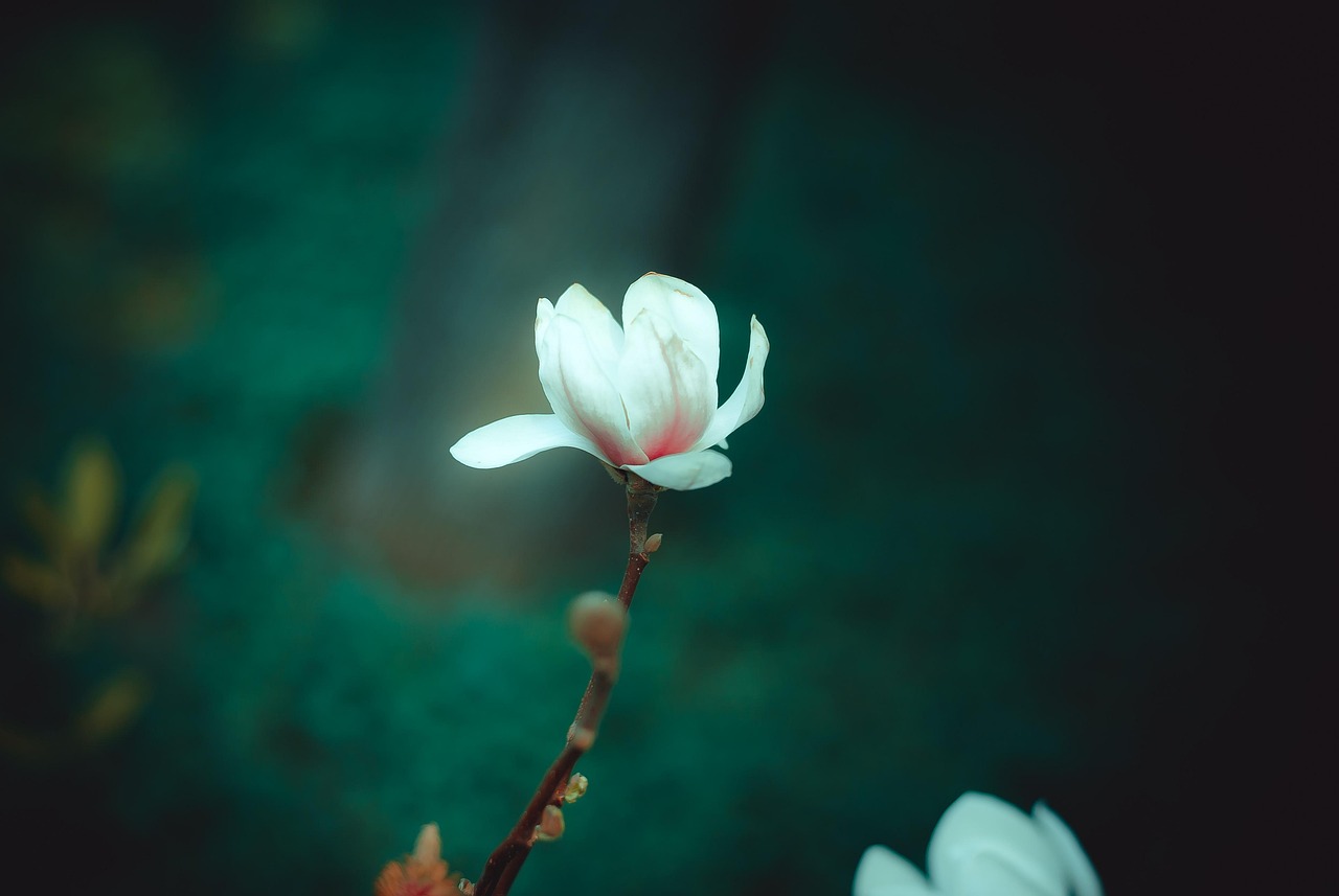 兰花花最新绽放，美丽与独特魅力的展现