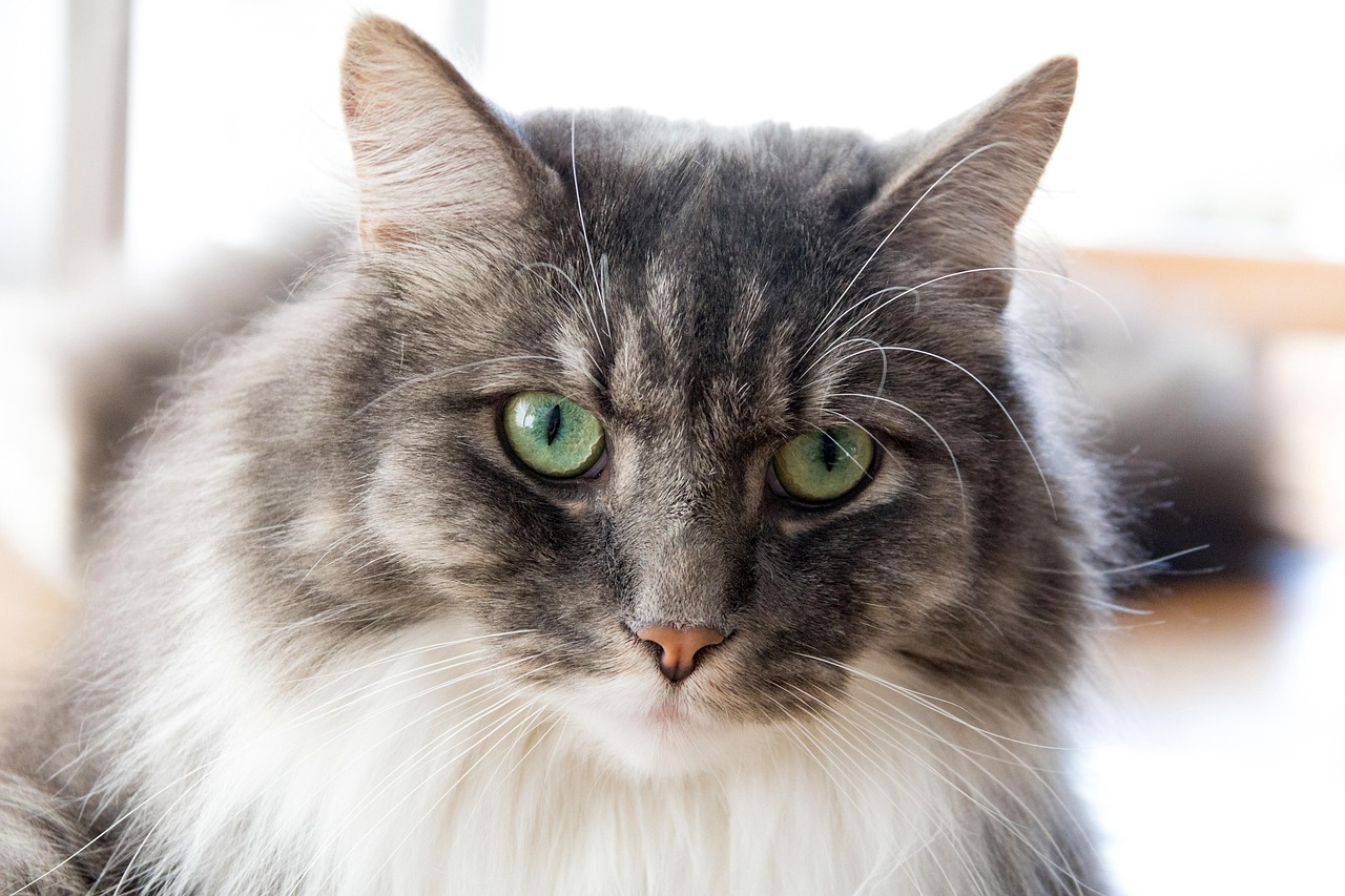 最新猫咪用品精选，打造猫咪舒适生活体验