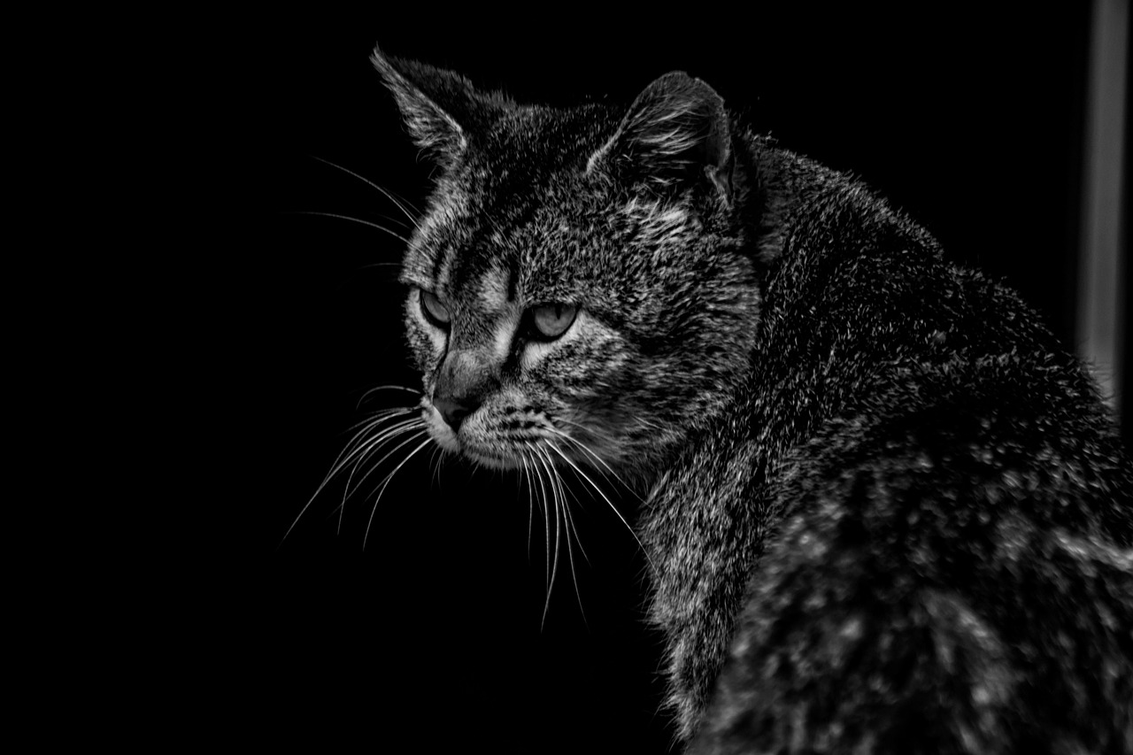 探索压尾猫的世界，最新资讯与神秘猫咪动态