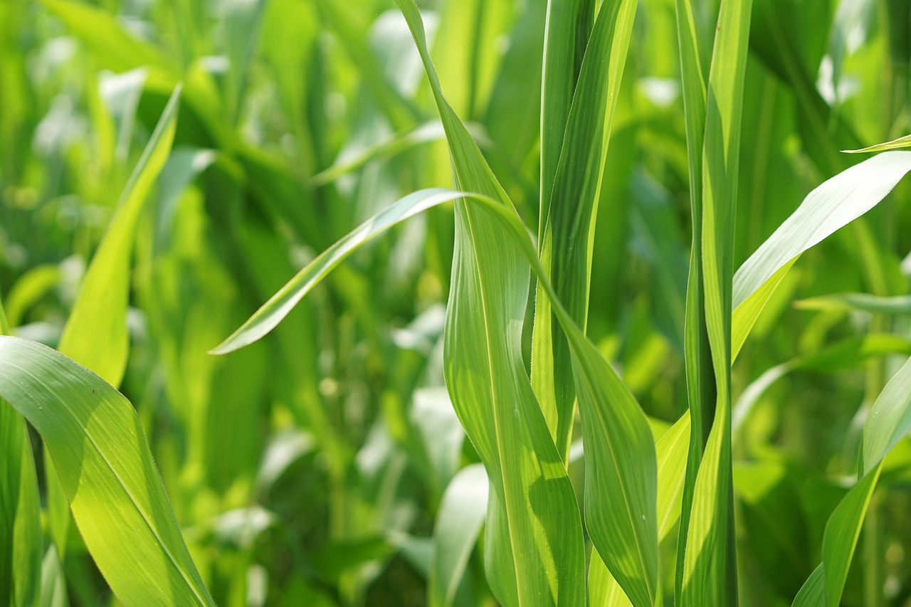 野菊花最新行情深度解析与趋势预测