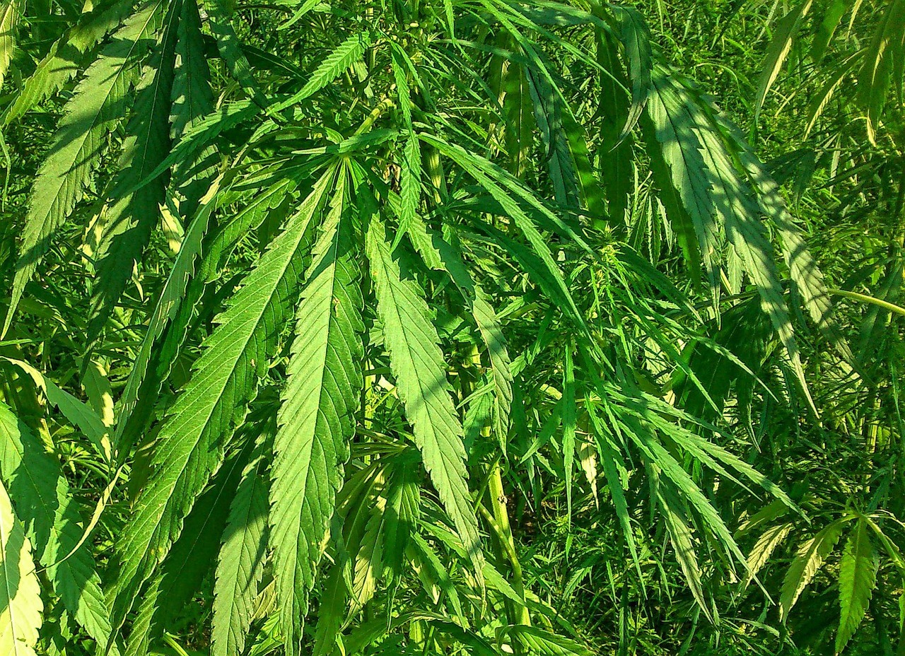 林下山参价格详解，一根到底多少钱？