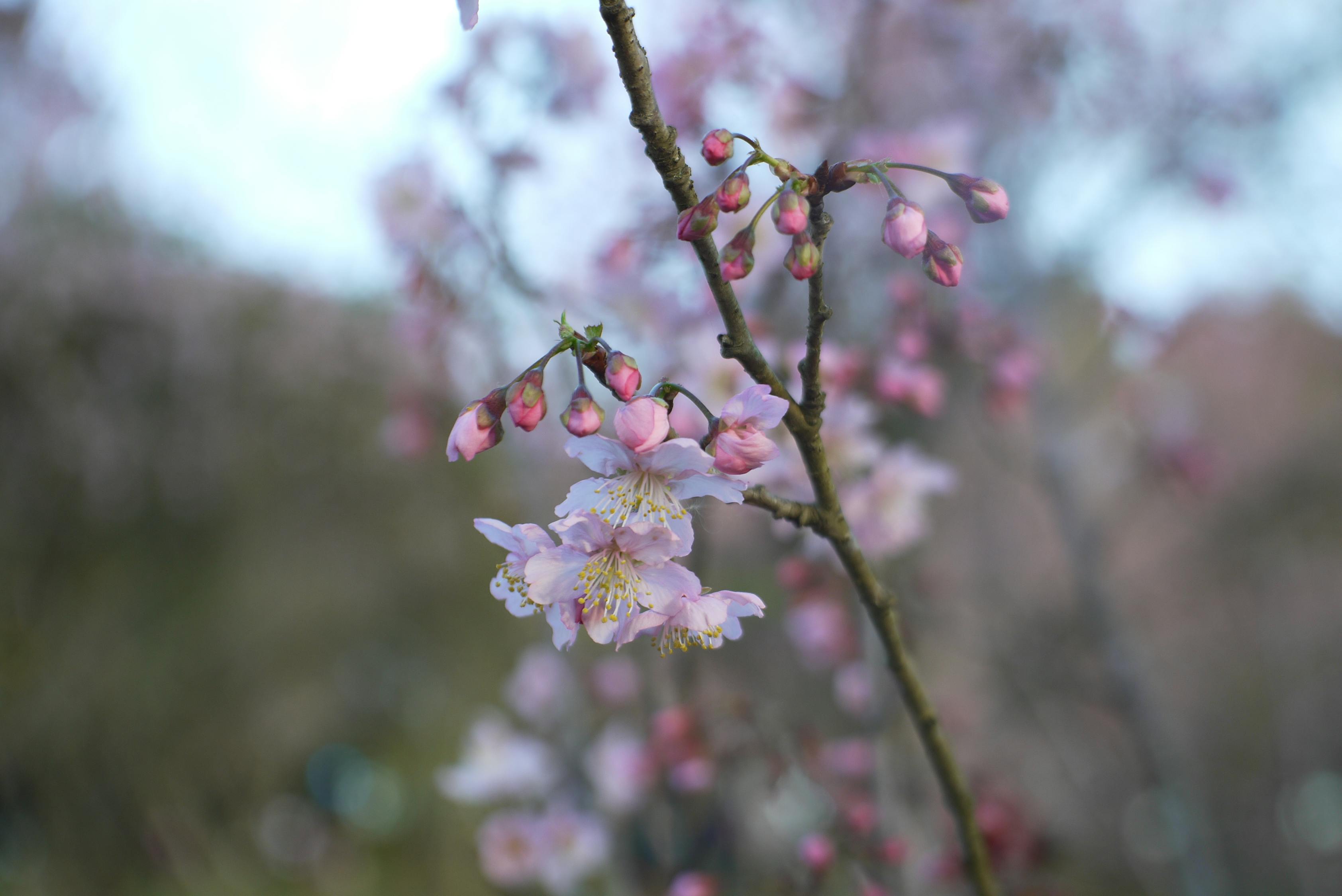 日本樱花与动漫，绚烂交织的艺术魅力