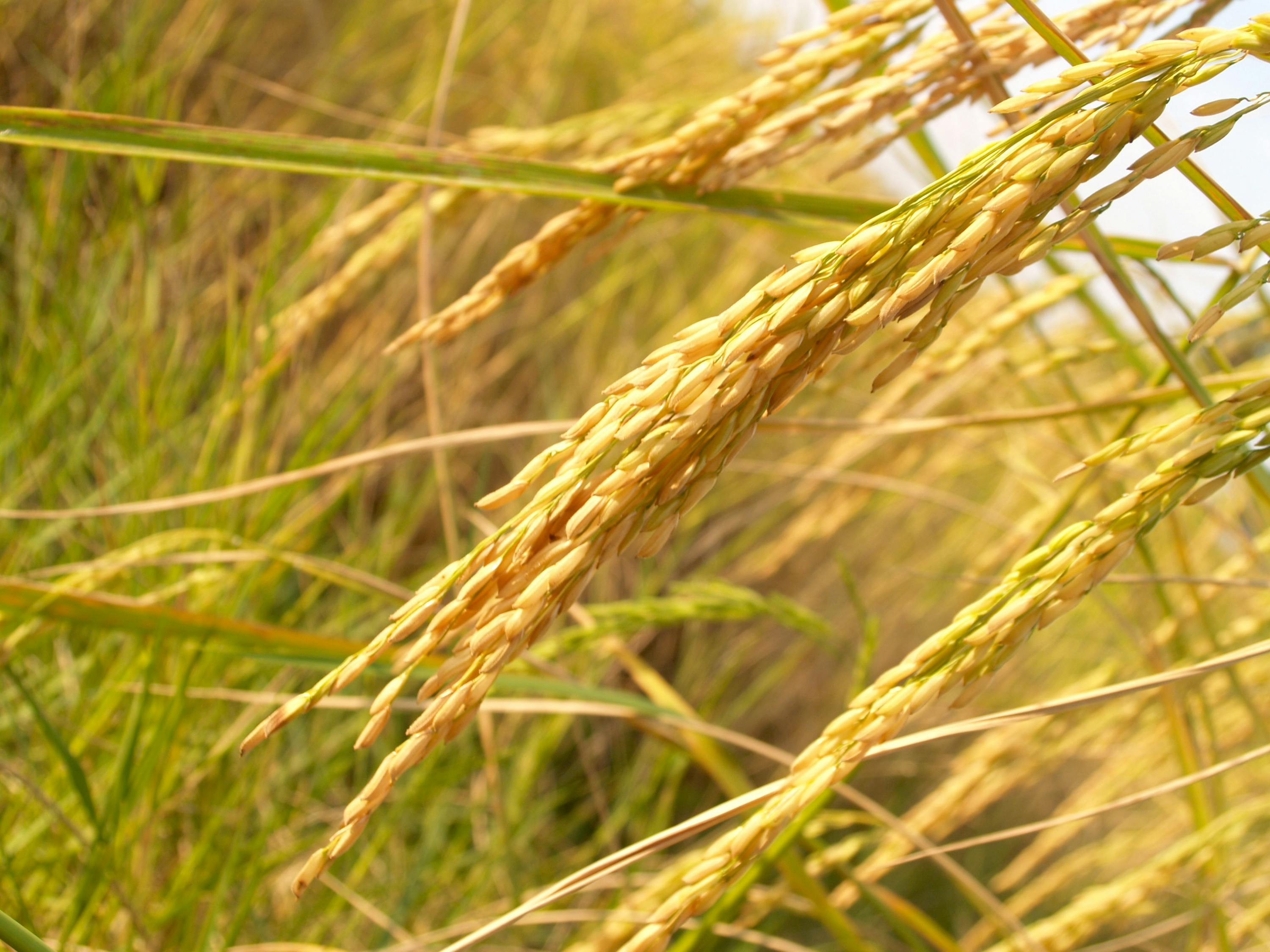 芹菜籽价格分析，影响因素及市场动态探讨