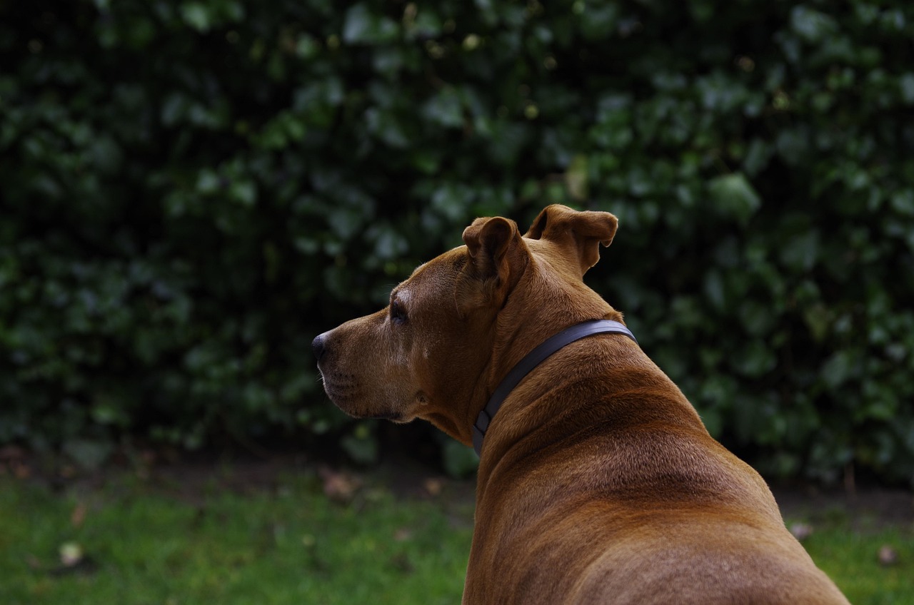 银幕上的犬之忠诚，电视剧里的情感纽带与忠诚探索