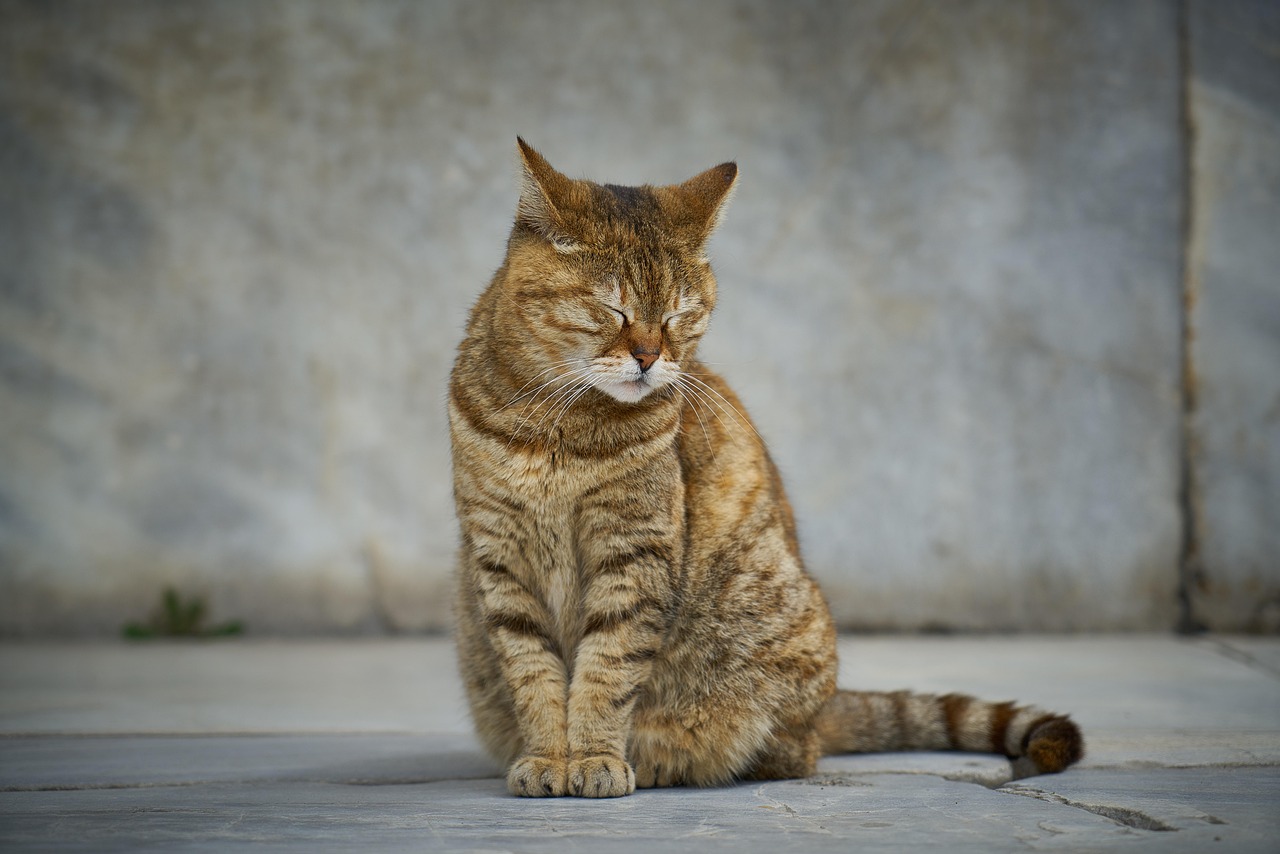 健康猫上市之路，探索进展与期待